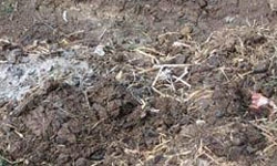 Buffalo Dung Compost
